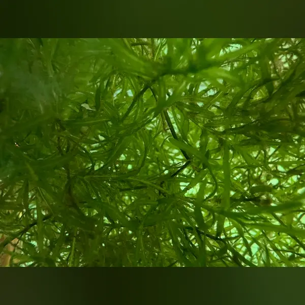 New Plant Arrivals